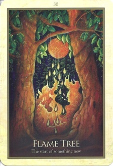 flame tree
